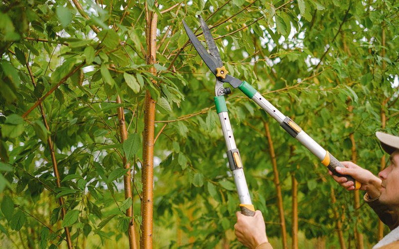 Tree trimming in Colusa, CA